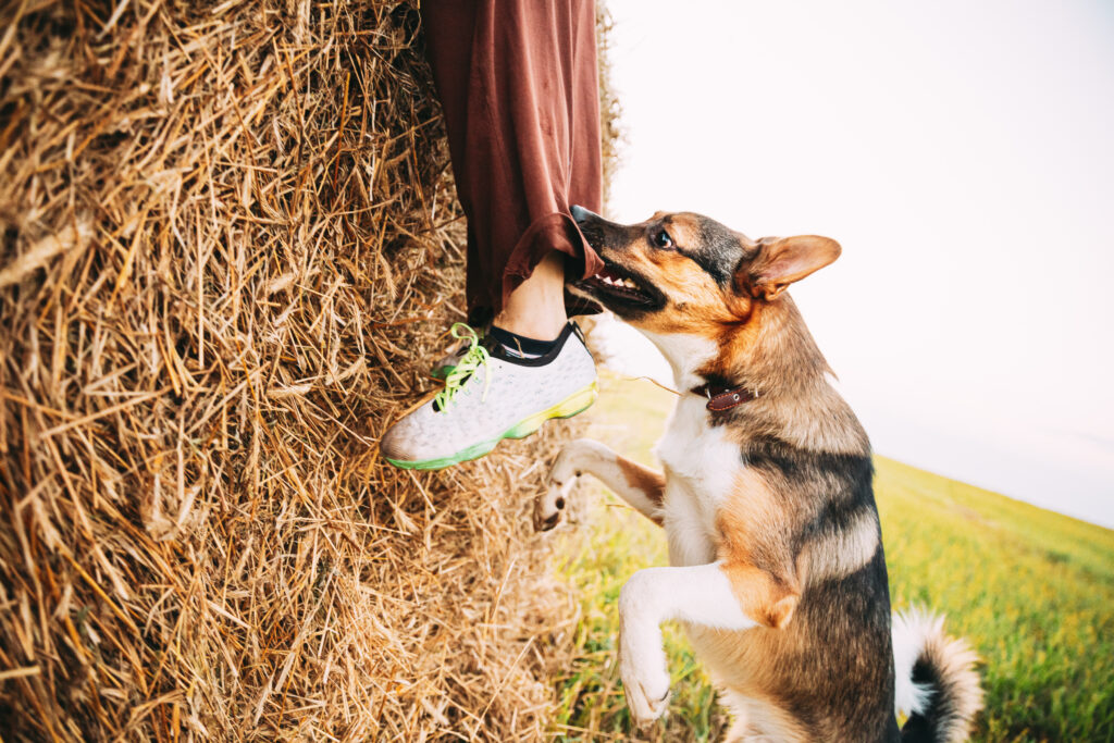 dog biting pant leg of person climbing over hay bale