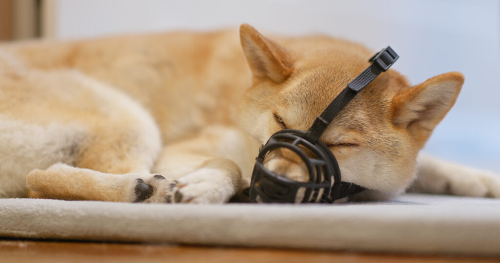 sleeping dog wearing muzzle